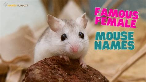 240+ Female Mouse Names [Adorable Tags for Pet]