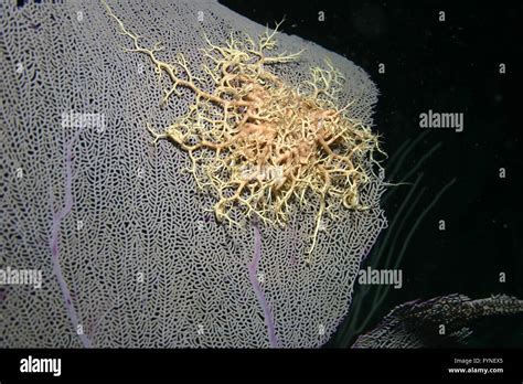 Cuba coral life underwater Stock Photo - Alamy