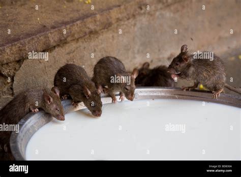 Rats Drinking From A Bowl Of Milk In The Rat Temple Deshnok India