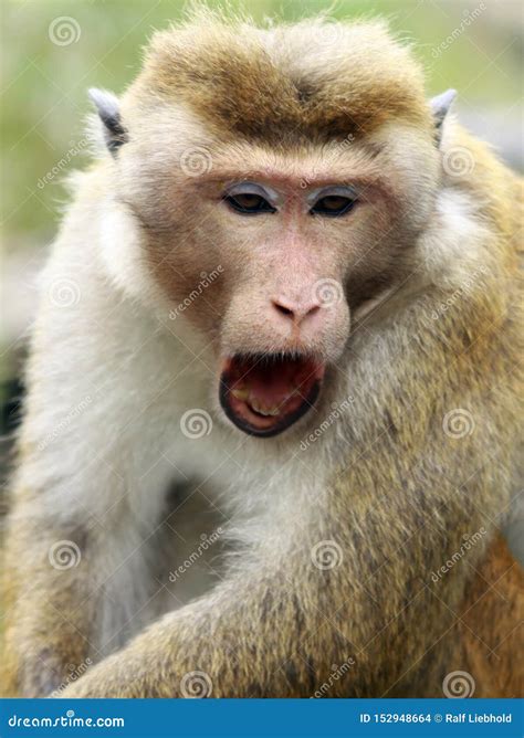 Tired Monkey Stock Photos Download 562 Royalty Free Photos