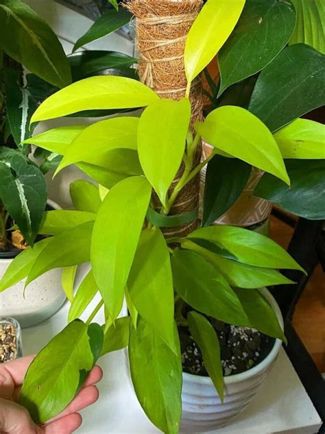 Philodendron Thai Sunrise Care The Ultimate Guide