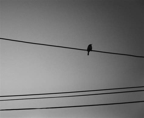 Two Birds on a Wire by likepianomusic on DeviantArt