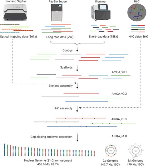 Schematic Of The De Novo Assembly Of A Marina Genome Long Read And