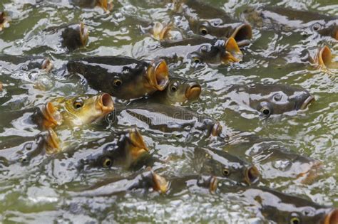 Common Carp Cyprinus Carpio Group With Open Mouth Asking For Food