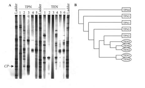 A Denaturing Gradient Gel Electrophoresis Dgge Profiles Generated Download Scientific