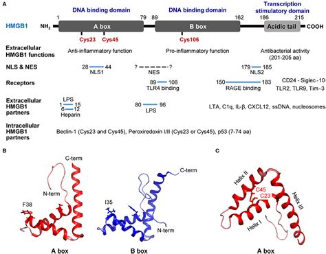 Frontiers Immunological Significance Of HMGB1 Post Translational