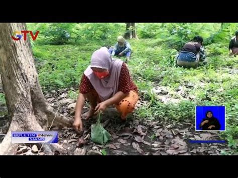 Memasuki Musim Hujan Tradisi Unik Berburu Kepompong Ulat Jati Di