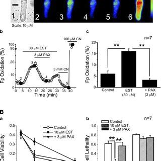 Effects Of Estradiol On Autofluorescence Of Flavoprotein Fp Under