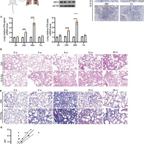 PDF STING Signaling Activation Modulates Macrophage Polarization Via