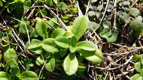 Mouseear Chickweed Nc State Extension Publications