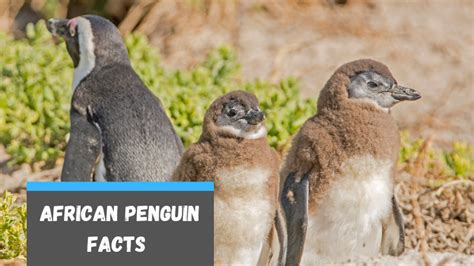 15 Baby African Penguin Facts