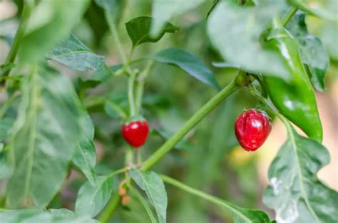 How To Grow Chiltepin Peppers A Complete Growing Guide The Spicy Trio