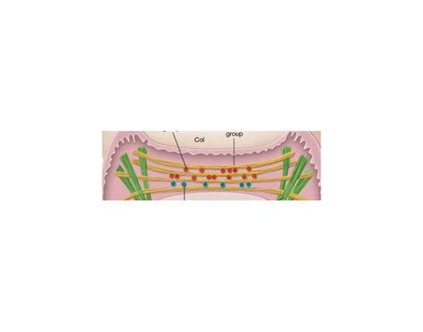 Gingival Fibers Part 2 Quiz