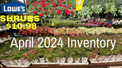 New Arrivals Lowe S Garden Center April Inventory Shrubs