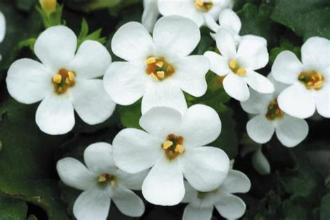 Bacopa sutera cordata Big Falls White | Lucas Greenhouses