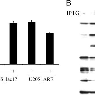 Expression Of P Arf Decreases Protein Synthesis A Incorporation Of