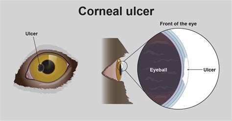 Eye ulcers (corneal ulcers) in dogs - PDSA