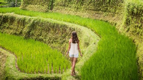 Sawah Terasering Ubud Tegalalang Hal Wajib Anda Tahu Sebelum Liburan