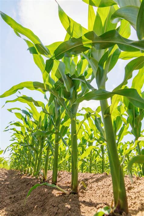 Green Corn Growing On The Field Green Corn Plants Stock Photo Image