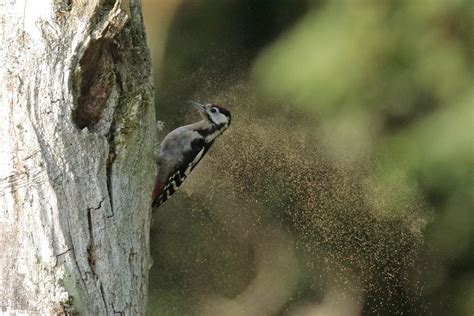 Pic Epeiche Dendrocopus Major Jeune