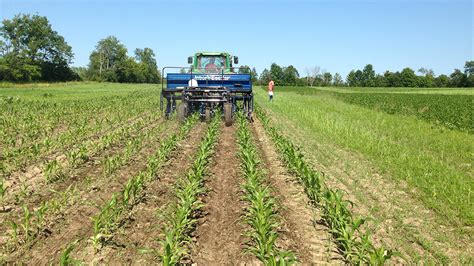 Inter Seeding Cover Crops In Corn Ontario Grain Farmer