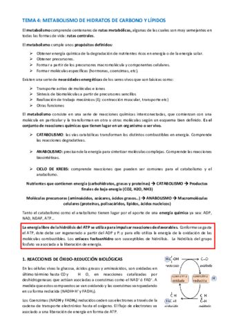 Tema Bioquimica Pdf