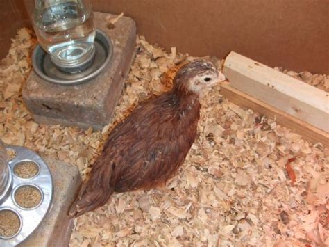 5 Week Old RIR Chicks Can You Help To Sex Them Pics Included BackYard Chickens Learn