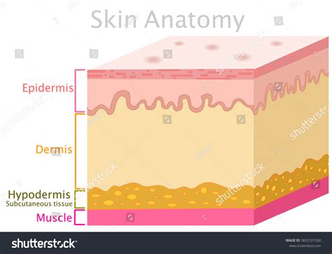 「皮膚解剖学。 真皮、表皮、下皮、皮下組織、筋肉の構成部分。 図 人間の皮膚の単純層。 説明 断面。」のベクター画像素材（ロイヤリティフリー