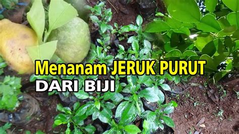 Mudahnya Cara Membuat Bibit JERUK PURUT Sendiri Dari BIJI YouTube