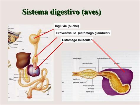 Est Mago Glandular De Las Aves Funciones Y Caracter Sticas Loros Y