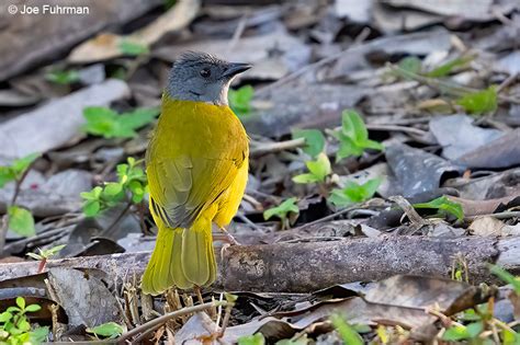 Gray Headed Tanager Joe Fuhrman Photography