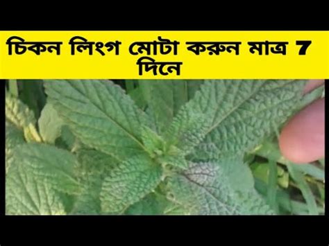 চকন লগ মট ও বড করন মতর 7 দনCikon linggo muta korun matro 7