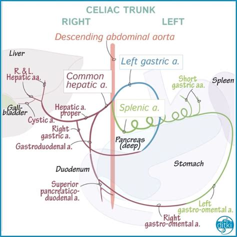 The celiac trunk - it looks overwhelming, but we walk you through it ...