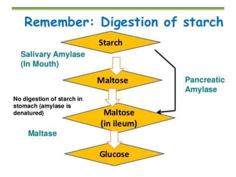 Digestion And Absorption Flashcards Quizlet