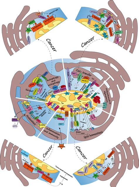 Frontiers Mitochondria Associated Membranes As Networking Platforms