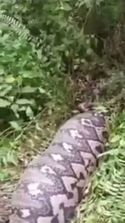 Ular Raksasa Kepergok Telan Utuh Manusia Short Pythonsnake