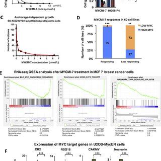 Mycmi Downregulates Myc And Mycn Protein Levels A Steady State