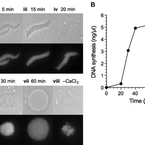 Nuclear Assembly And Dna Replication In Xenopus Egg Extracts A Download Scientific Diagram