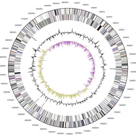 Graphical Circular Map Of The Genome From Outside To The Center Genes