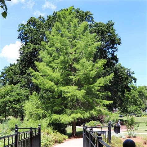 Dawn Redwood Trees for Sale – FastGrowingTrees.com