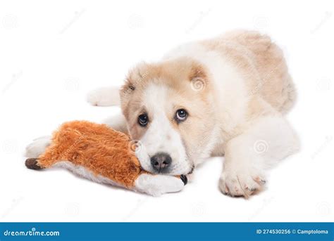 Central Asian Shepherd Dog Alabai Puppy And A Toy Stock Photo