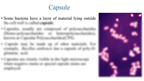 SOLUTION: Bacterial capsule Explaination with diagrams - Studypool