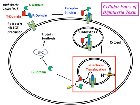 Toxins Free Full Text Ph Triggered Conformational Switching Along