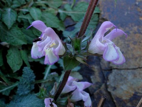 Salvia Taraxacifolia Plant Biodiversity Of South Western Morocco