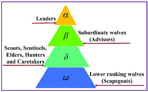 Hunting behavior and the strong social hierarchy of the Grey Wolf ...