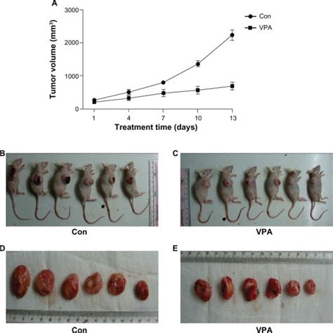 Establishment Of Kasumi Cell Xenograft Tumor A Growth Of Xenograft