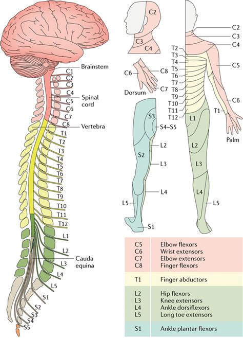 Parts Of The Spinal Cord And Their Functions