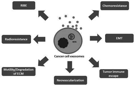 The Role Of Exosomes In Tumor Progression And Metastasis Review