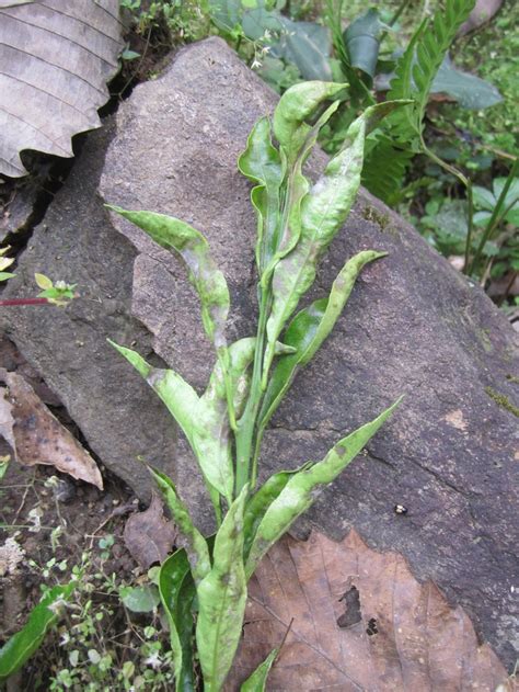 Powdery Mildew On Citrus Plant Diseases Plants Powdery Mildew