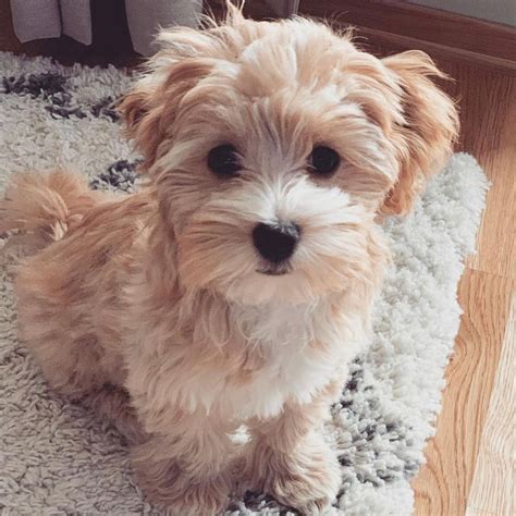 Maltipoo Adoption Your Complete Guide To Bringing Home This Adorable Breed